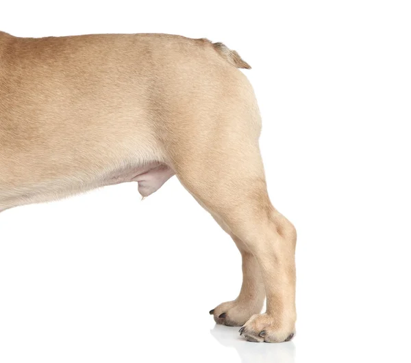 Dog body part — Stock Photo, Image