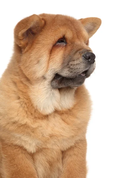 Chow-chow cachorro primer plano retrato — Foto de Stock