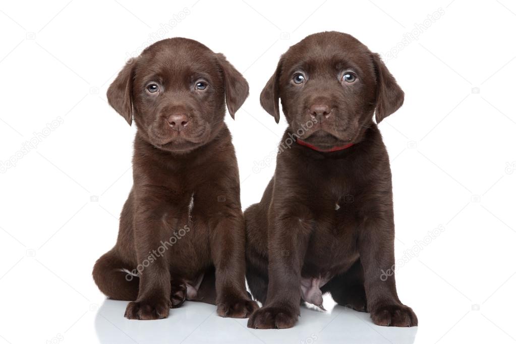 Chocolate labrador puppies