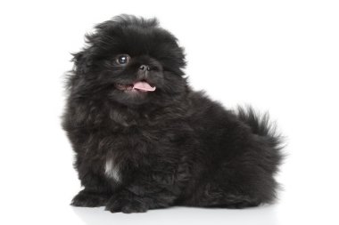 Pekinli köpek portre