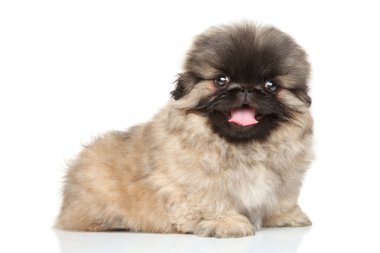 mutlu pekingese köpek yavrusu