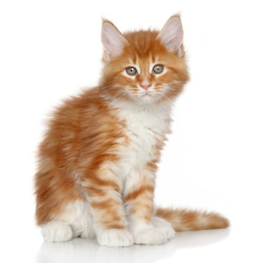 Maine coon yavru kedi portre