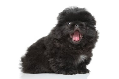 Pekingese köpek yavrusu yawns