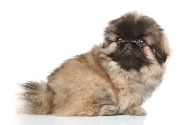 beyaz zemin üzerine Pekingese köpek yavrusu