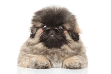 Pekingese köpek yavrusu