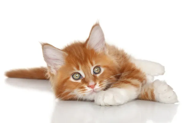 Maine Coon kitten — Stock Photo, Image