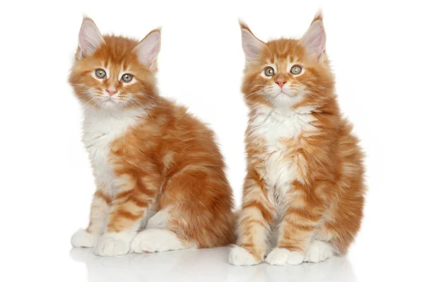 Maine Coon kittens — Stock Photo, Image