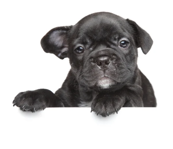 Beyaz bayrak üstünde köpek yavrusu — Stok fotoğraf