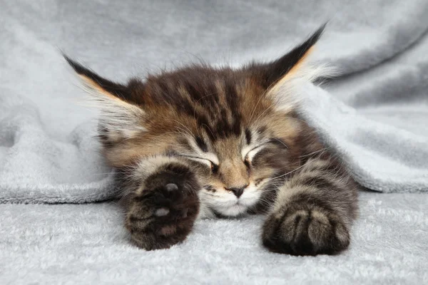 Maine Coon gatito dormir — Foto de Stock