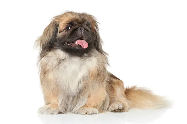 Retrato de perro pekinés — Foto de Stock