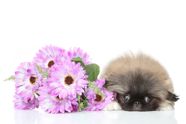 Pies szczeniak w kwiat — Zdjęcie stockowe