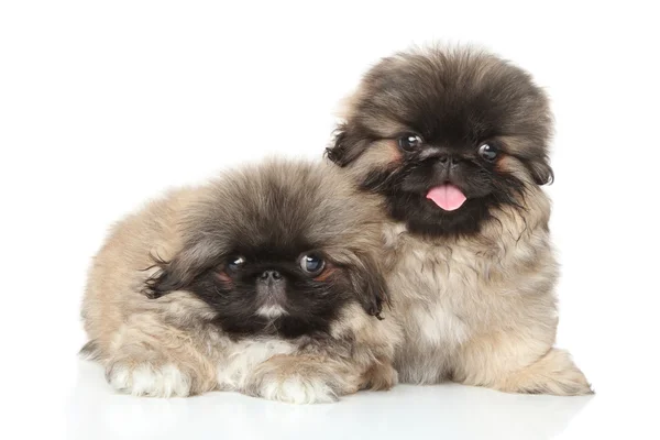 Pekinese valpar porträtt — Stockfoto