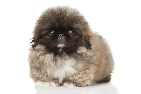 Pekinese cachorro retrato — Fotografia de Stock