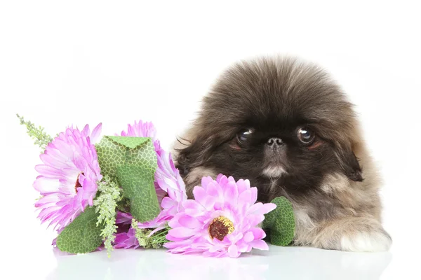 Cachorro pekinés en flor — Foto de Stock