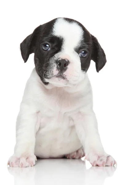 French bulldog puppy (1 month) — Stock Photo, Image