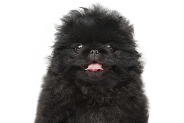 Pekinese cachorro close-up retrato — Fotografia de Stock