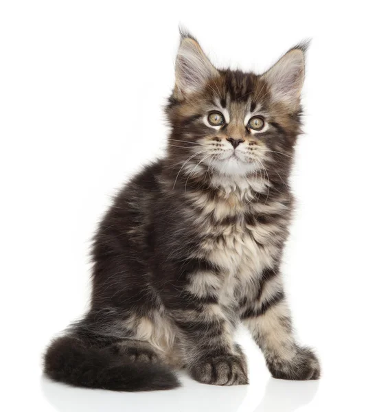 Maine coon kedi poz — Stok fotoğraf