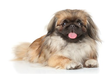 Pekin köpeği portre