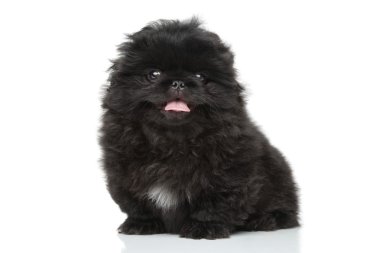 Pekinli köpek yavrusu
