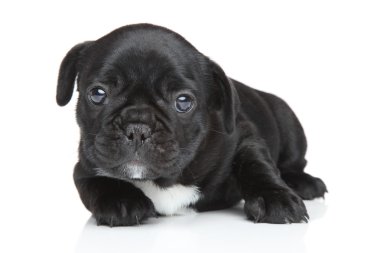 Fransız bulldog yavrusu yakın çekim portre