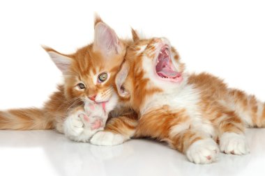 maine coon yavru kedi oyun