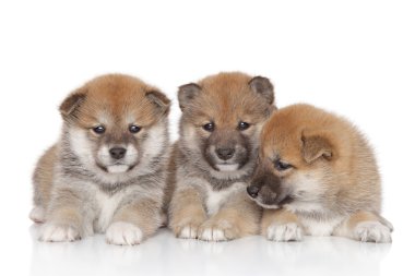 shiba inu yavruları