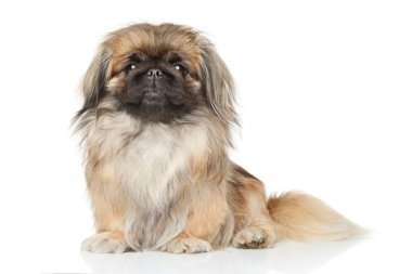 Pekin köpeği