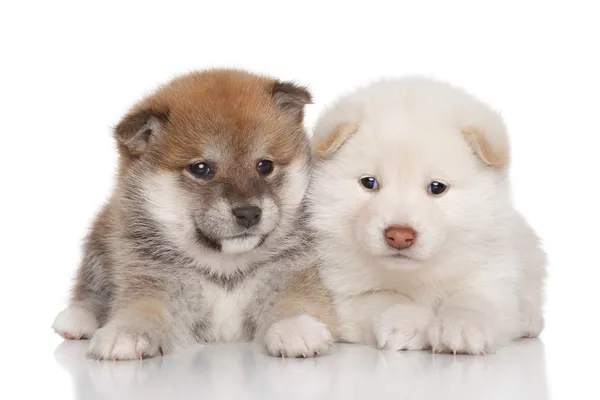Twee shiba inu pups — Stockfoto