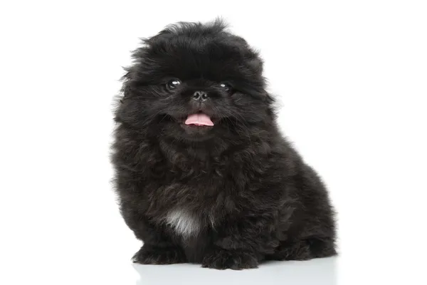 Pekinese puppy — Stock Photo, Image