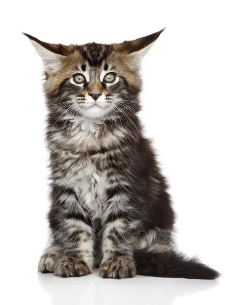 Maine Coon kitten — Stock Photo, Image