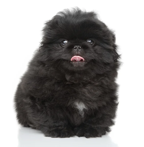 Pekinese Welpen Nahaufnahme Portrait — Stockfoto