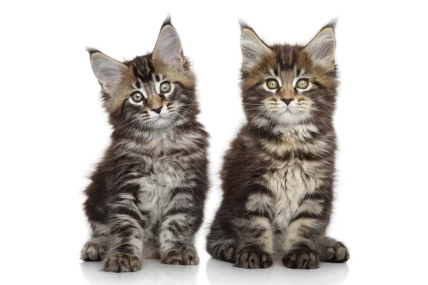 Maine Coon gatitos — Foto de Stock