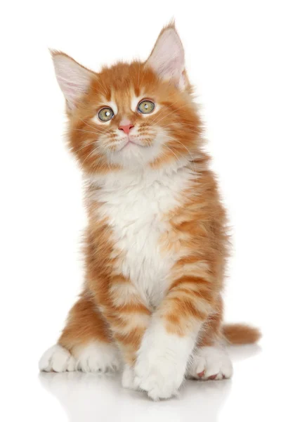 Maine coon gatito — Foto de Stock