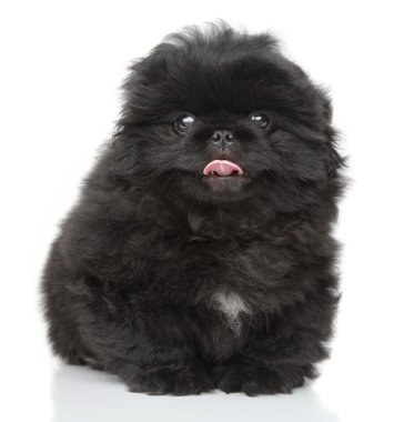 Pekinli köpek yavrusu yakın çekim portre
