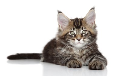 Maine coon yavru kedi portre