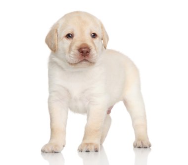 Golden retriever yavrusu, portre