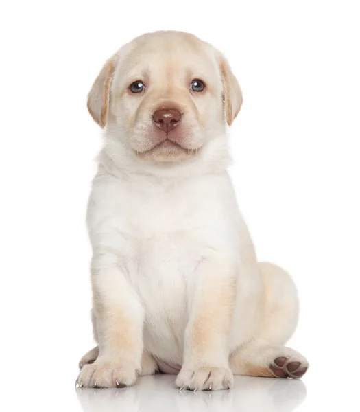 Labrador retriever szczeniak portret — Zdjęcie stockowe