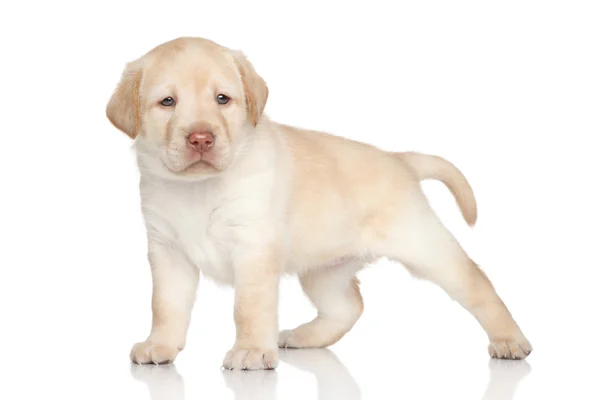 Labrador retriever pup portret — Stockfoto