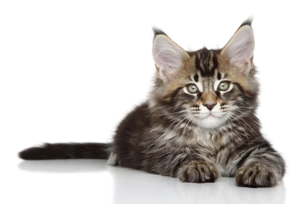 Maine Coon ritratto gattino — Foto Stock