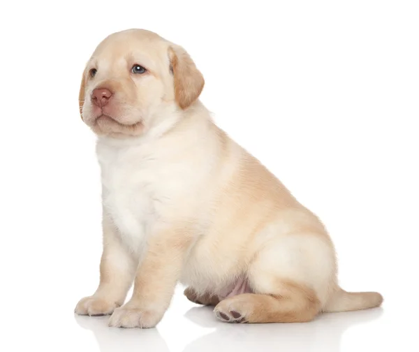 Golden retriever puppy — Stock Photo, Image