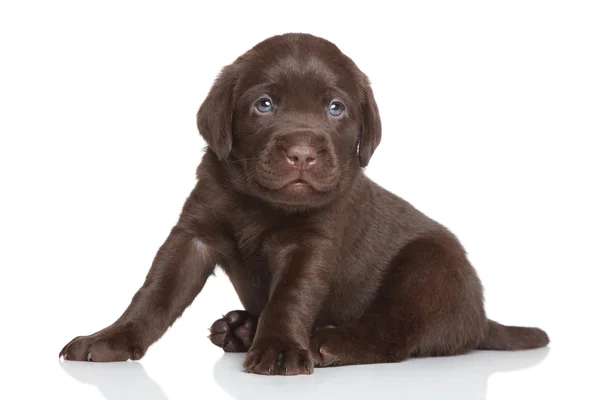 Chocolate Labrador puppy — Stock Photo, Image