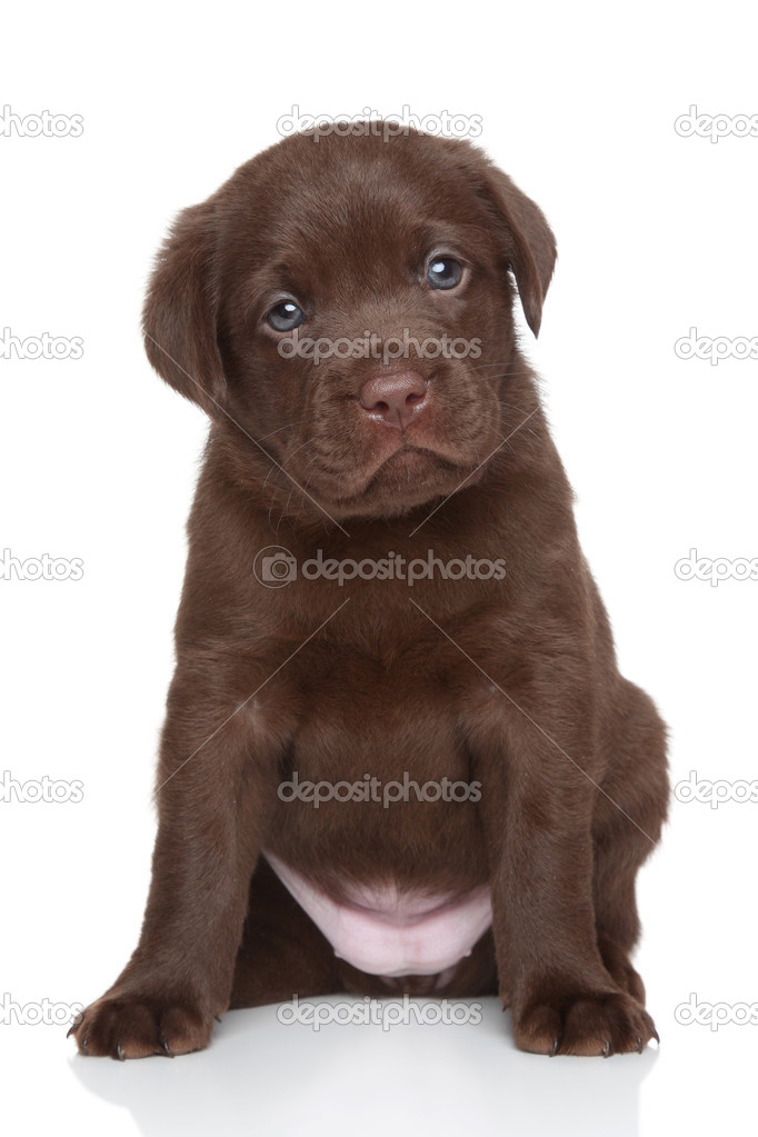 Chiot Recuperateur De Chocolat Labrador Portrait Image Libre De Droit Par Fotojagodka C