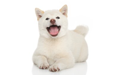 mutlu shiba Inu köpek
