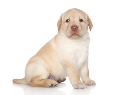 Golden Retriever Yavrusu