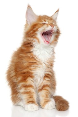 Maine coon yavru kedi esneme