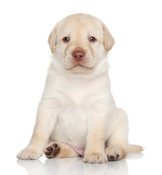 Golden retriever puppy — Stock Photo, Image