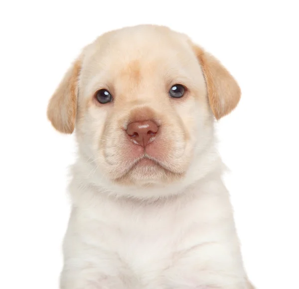 Golden Retriever cachorro — Foto de Stock