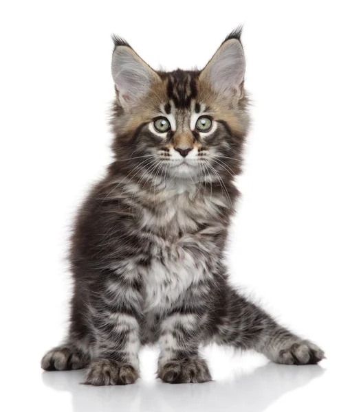 Maine Coon Kitten — Stock fotografie