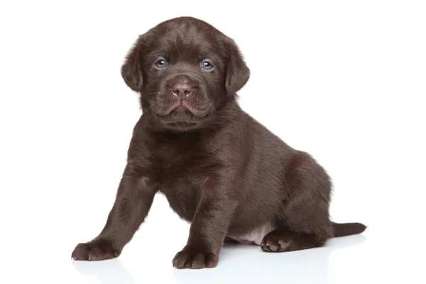 Labrador puppy — Stock Photo, Image