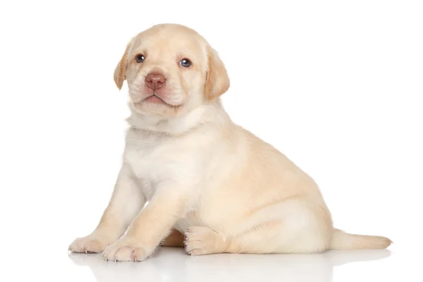 Golden retriever puppy — Stock Photo, Image
